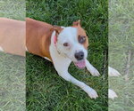 Small #1 American Pit Bull Terrier Mix