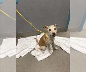 Carolina Dog-Unknown Mix Dogs for adoption in Las Vegas, NV, USA