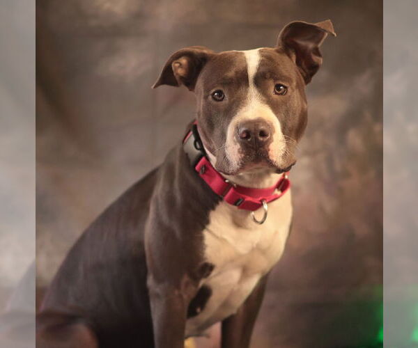 Medium Photo #1 Mutt Puppy For Sale in Philadelphia, PA, USA