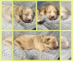 Puppy Colonel Goldendoodle