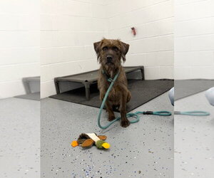 Ahsoka - Call for appt - Female Mutt Dog for Adoption - Photo #4