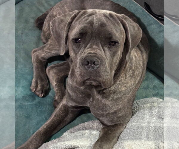 Medium Photo #1 Mutt Puppy For Sale in Goodyear, AZ, USA