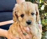 Small Photo #3 Cavapoo Puppy For Sale in GRESHAM, OR, USA