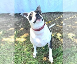 Rory - Male American Pit Bull Terrier Dog for Adoption - Photo #6