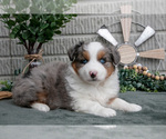 Puppy Tucker Miniature Australian Shepherd