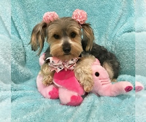 Mother of the Yorkshire Terrier puppies born on 09/02/2019