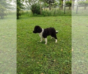Bordoodle Puppy for sale in MONMOUTH, IL, USA