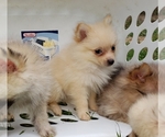 Small Photo #23 Pomeranian Puppy For Sale in DINWIDDIE, VA, USA