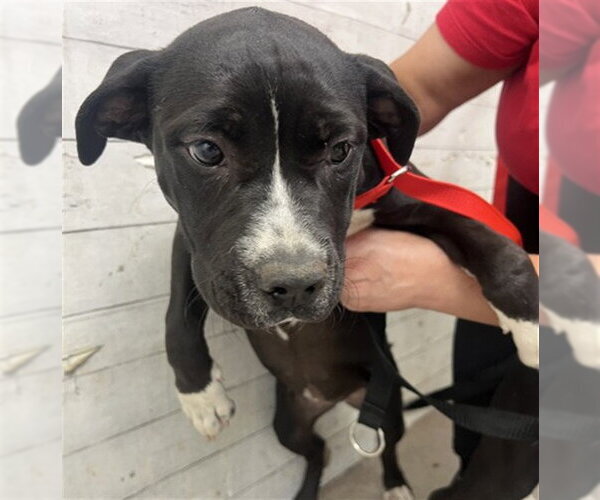 Medium Photo #1 Mutt Puppy For Sale in San Bernardino, CA, USA