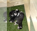 Small Photo #61 Siberian Husky Puppy For Sale in ALTON, IL, USA