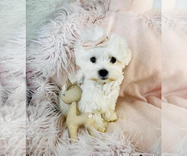 Medium Photo #7 Maltese Puppy For Sale in DELRAY BEACH, FL, USA