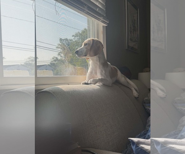 Medium Photo #6 Beagle-Unknown Mix Puppy For Sale in Woodbury, NY, USA