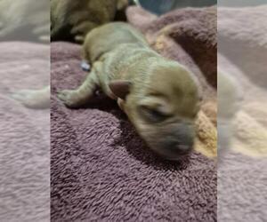 Dachshund-Unknown Mix Dogs for adoption in San Antonio, TX, USA