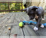 Small #15 American Staffordshire Terrier Mix