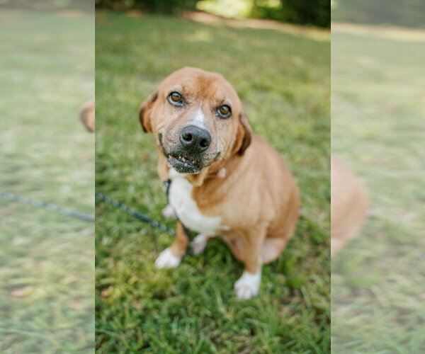 Medium Photo #1 Basset Hound-Redbone Coonhound Mix Puppy For Sale in Attalka, AL, USA
