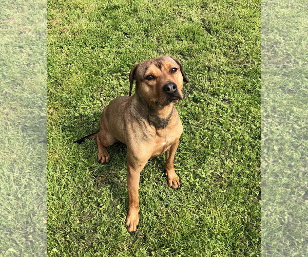 Medium Photo #2 Mutt Puppy For Sale in Thomasville, NC, USA