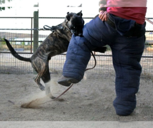 Father of the Dutch Shepherd Dog-German Shepherd Dog Mix puppies born on 05/31/2025