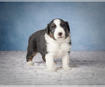 Puppy 1 Miniature Australian Shepherd
