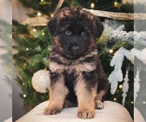 German Shepherd Dog Puppy for sale in PARADISE, PA, USA
