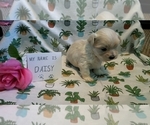 Small Photo #15 Maltipoo (Miniature) Puppy For Sale in BROOKFIELD, MO, USA