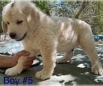 Puppy Puppy 5 Anatolian Shepherd-Kangal Dog Mix