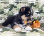 Small Photo #14 Pomeranian-Pomsky Mix Puppy For Sale in LAKELAND, FL, USA