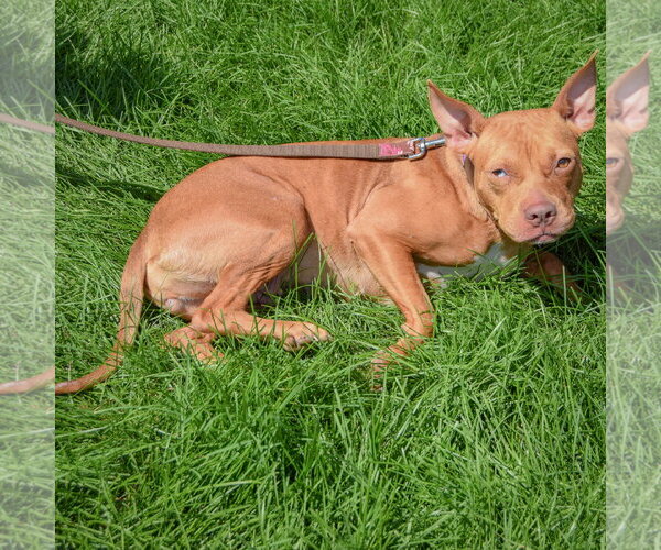 Medium Photo #3 American Staffordshire Terrier-Boxer Mix Puppy For Sale in Huntley, IL, USA