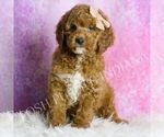 Small Goldendoodle (Miniature)
