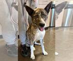 Small #3 Australian Shepherd Mix