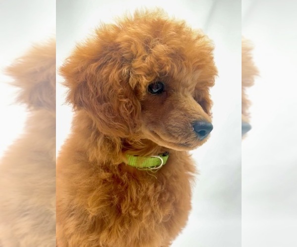 Medium Photo #1 Poodle (Miniature) Puppy For Sale in KEIZER, OR, USA