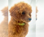 Small Photo #1 Poodle (Miniature) Puppy For Sale in KEIZER, OR, USA