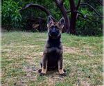 Small Photo #3 German Shepherd Dog Puppy For Sale in OAKHURST, CA, USA