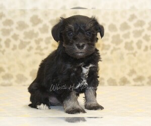 Schnauzer (Miniature) Puppy for sale in DENVER, PA, USA
