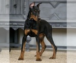Small #3 Doberman Pinscher