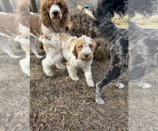 Medium Photo #84 Aussie-Poo-Goldendoodle Mix Puppy For Sale in COMMERCE, MI, USA