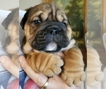 Small Photo #2 English Bulldog Puppy For Sale in SALEM, MO, USA