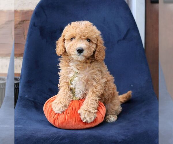 Medium Photo #3 Goldendoodle (Miniature) Puppy For Sale in NARVON, PA, USA