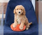Layla - Female Goldendoodle (Miniature) Puppy for Sale - Photo #3