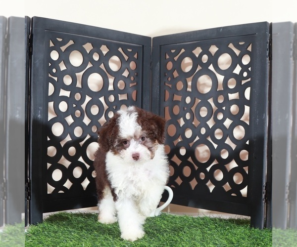 Medium Photo #1 Aussie-Poo Puppy For Sale in MOUNT VERNON, OH, USA