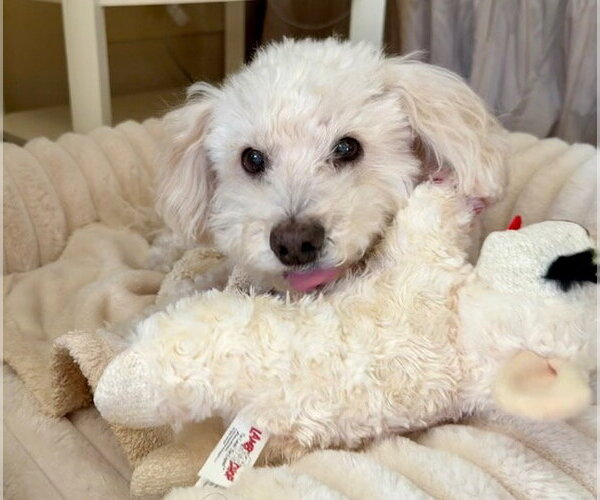Medium Photo #3 Maltipoo (Miniature) Puppy For Sale in Oakhurst, NJ, USA