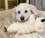 Small #2 Maltipoo (Miniature)
