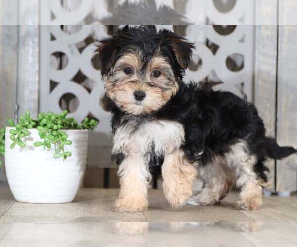 Medium Photo #1 Morkie Puppy For Sale in MOUNT VERNON, OH, USA