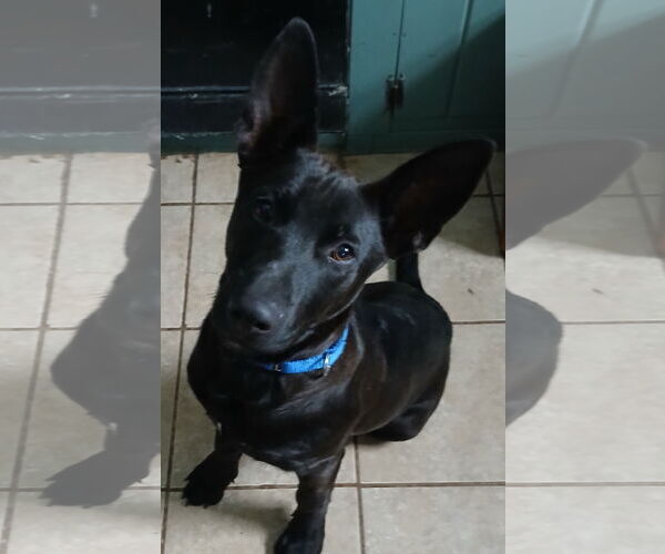 Medium Photo #3 German Shepherd Dog Puppy For Sale in Newfoundland, PA, USA