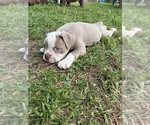 Small #22 Olde English Bulldogge