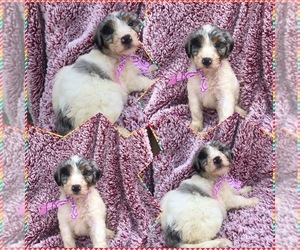 Aussiedoodle-Poodle (Standard) Mix Puppy for sale in BLOOMFIELD, MO, USA