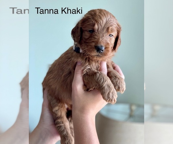 Medium Photo #15 Goldendoodle Puppy For Sale in KISSIMMEE, FL, USA