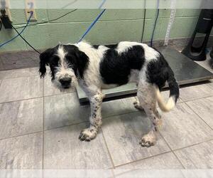 German Wirehaired Pointer-Unknown Mix Dogs for adoption in Grand Prairie, TX, USA