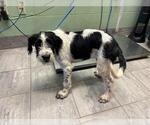 Small German Wirehaired Pointer Mix