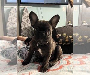 French Bulldog Puppy for sale in PASADENA, TX, USA