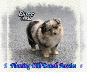 Miniature Australian Shepherd Puppy for sale in FORESTBURG, TX, USA